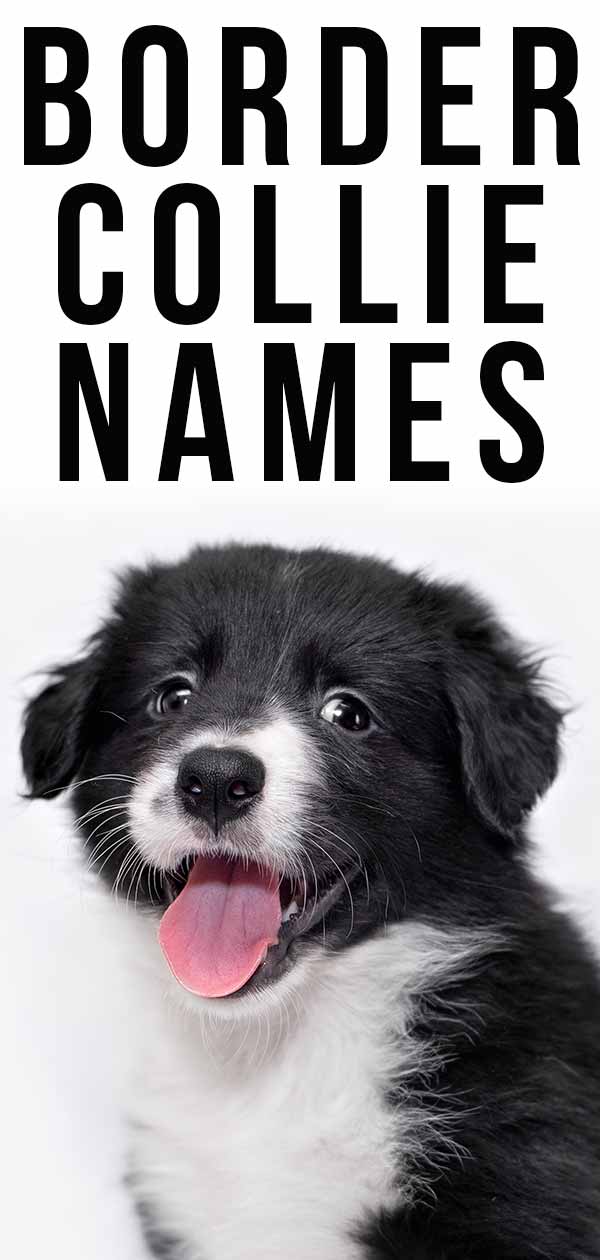 Border Collie Names 350 Ideas Perfect For Clever Collies