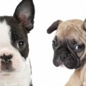 Boston Terrier Vs French Bulldog