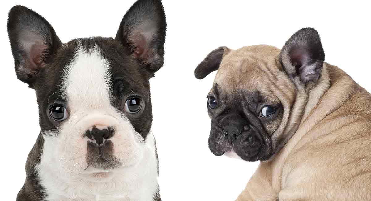 are french bulldogs similar to pugs