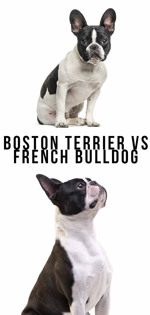 Boston Terrier Vs French Bulldog 