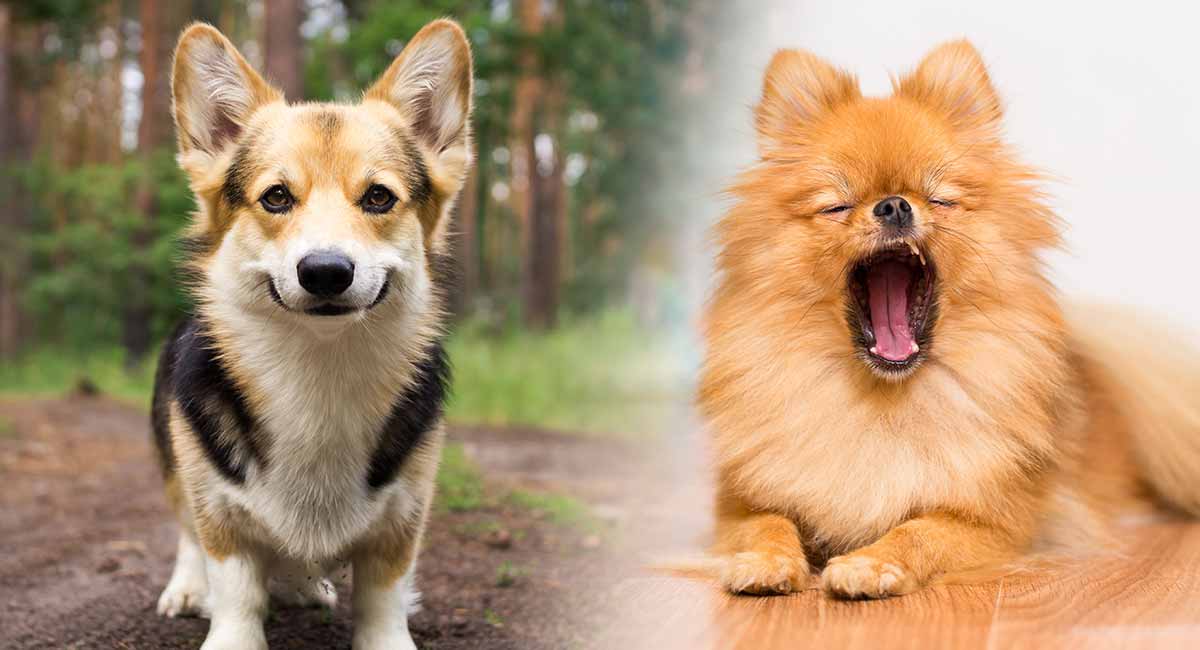 popular pomeranian mixes