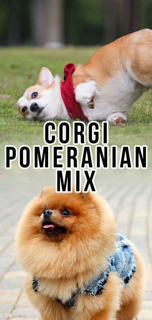 Corgi Pomeranian Mix - A Complete Guide To This Fluffy Breed!