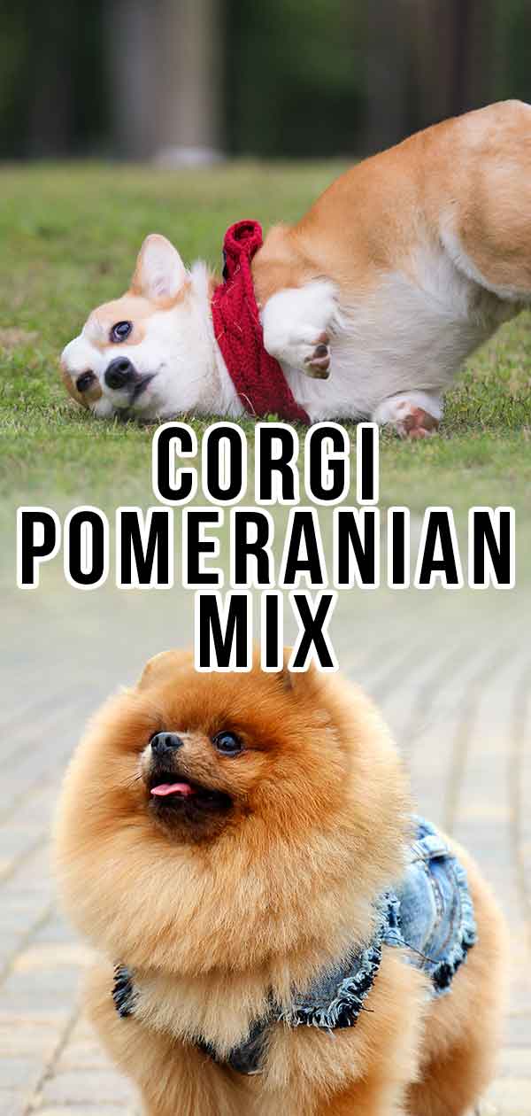 Corgi Pomeranian Mix A Complete Guide To This Fluffy Breed