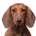 dachshund names