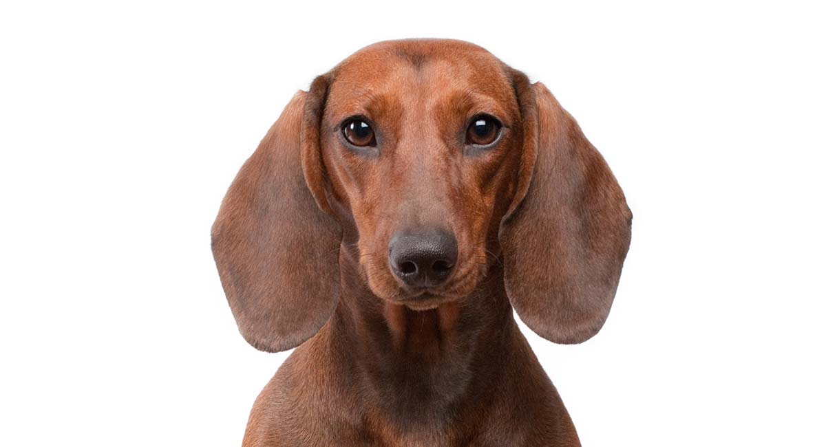Dachshund Names – 300 Ways To Name Your Wiener Dog