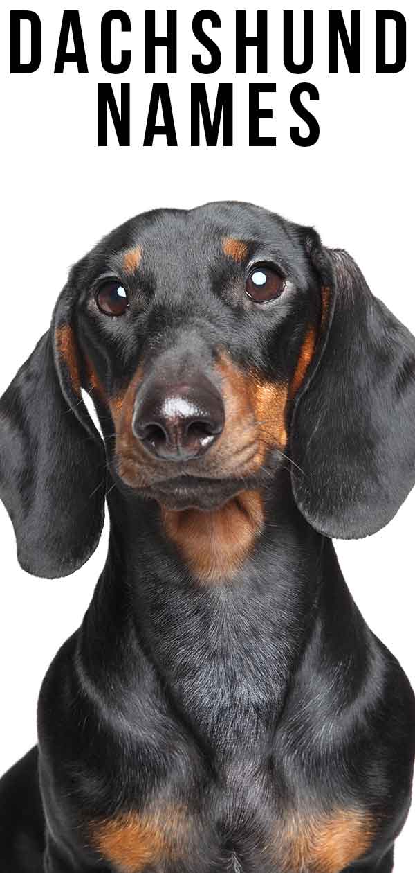 why is a dachshund called a wiener dog