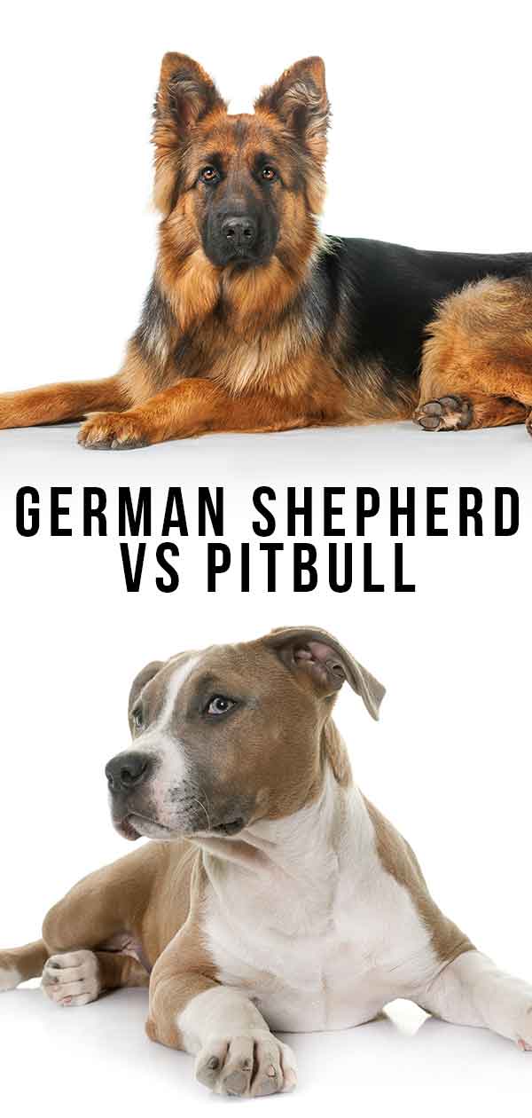 who has a stronger bite pitbull or german shepherd