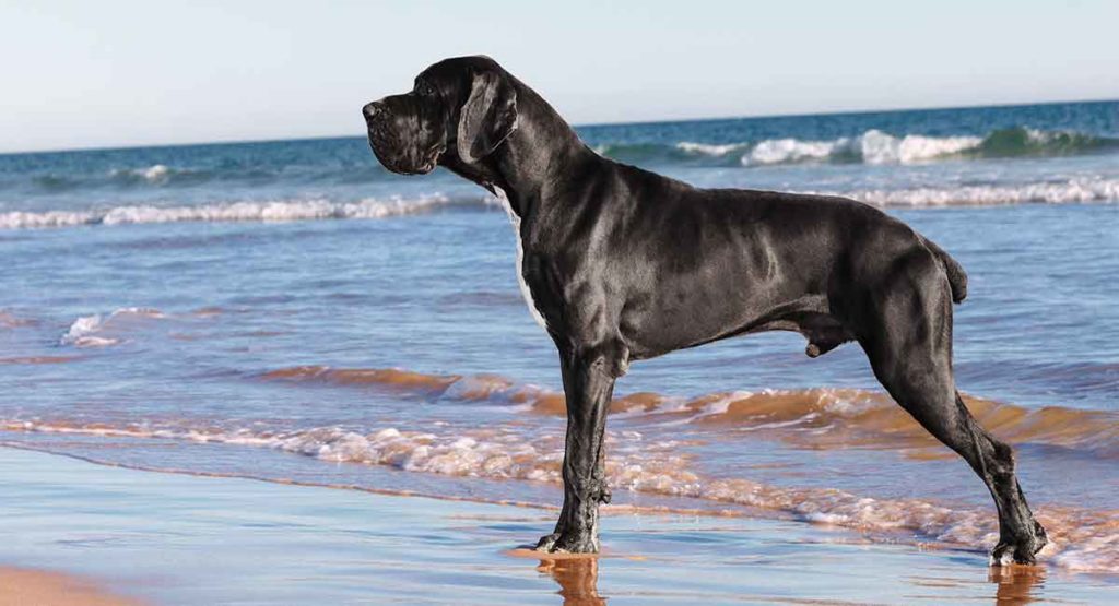 top 20 great dane names