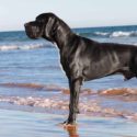 great dane names