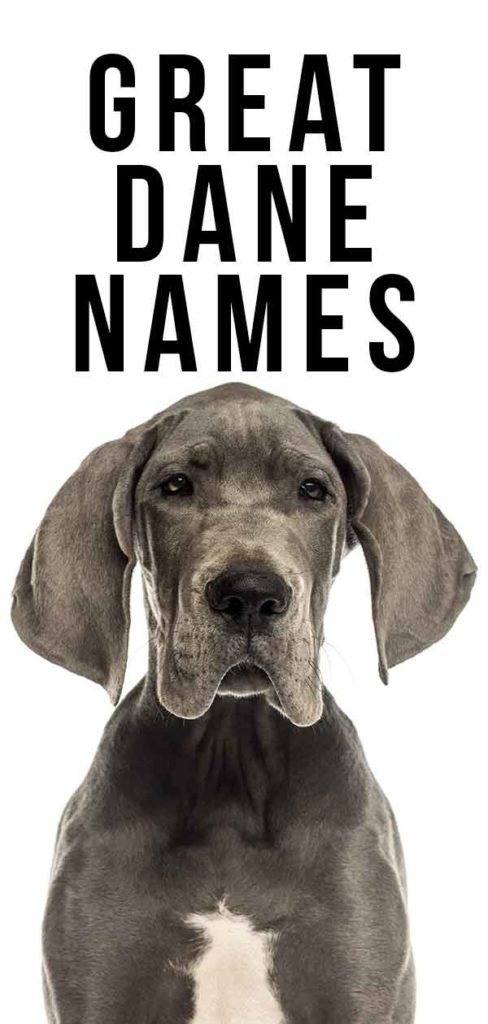 great-dane-names-250-ideas-worthy-of-the-biggest-breed