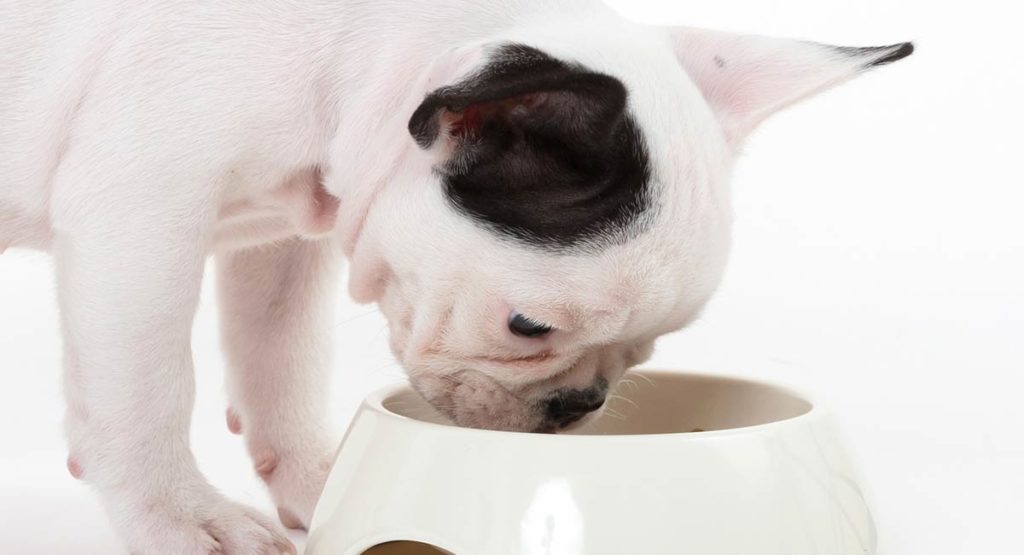 whats the best food for a french bulldog puppy