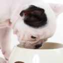 How much to feed a French Bulldog puppy