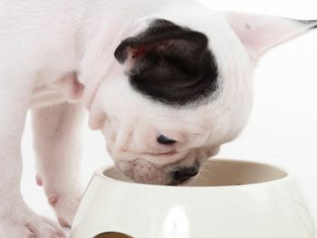 How much to feed a French Bulldog puppy