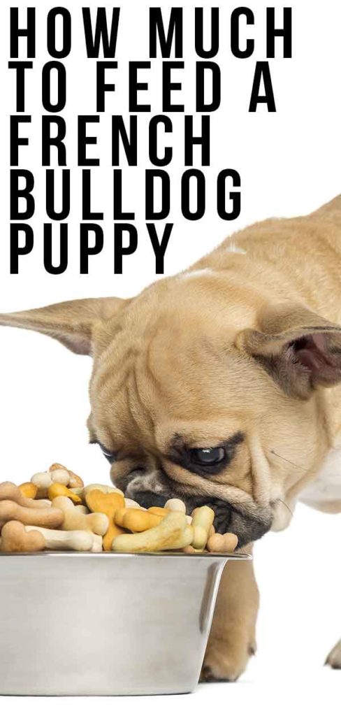 how-much-to-feed-a-french-bulldog-puppy