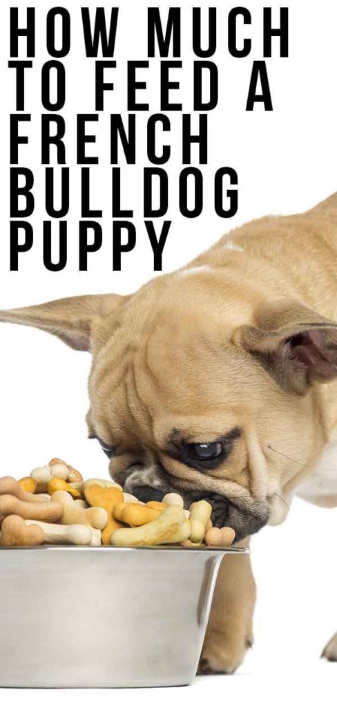 How Much To Feed A French Bulldog Puppy