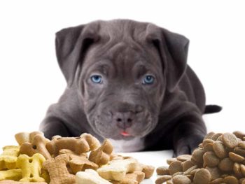 How much to feed a Pitbull puppy