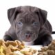 How much to feed a Pitbull puppy