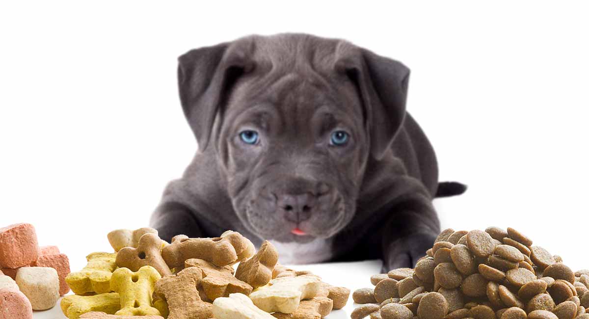 how much should a pit bull puppy eat