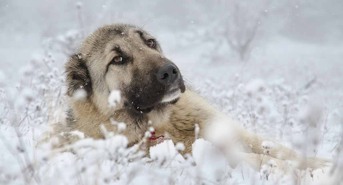 anatolian shepherd is this giant breed a good family pet