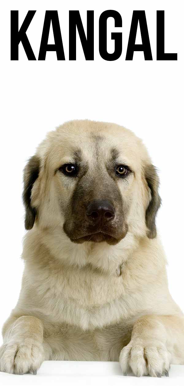 are kangal dogs intelligent dogs