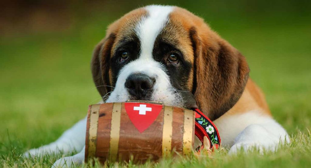 mini st bernard