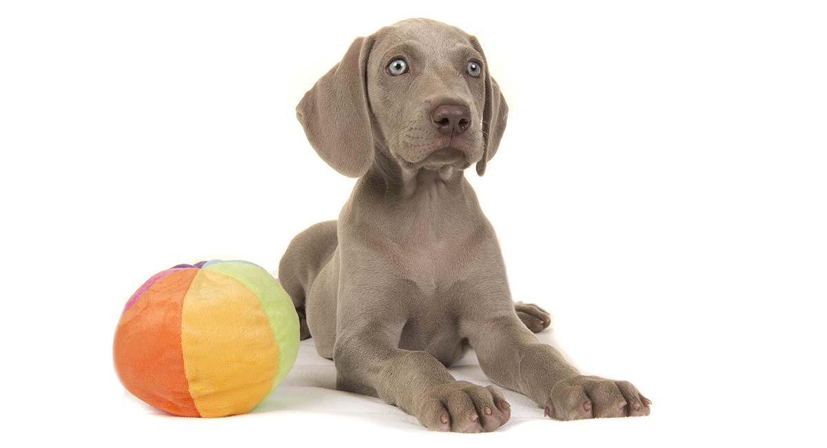 how long do weimaraners eyes stay blue