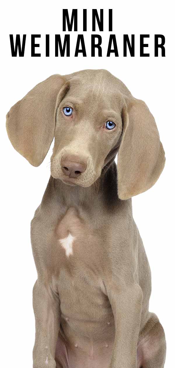 weimaraner poodle mix puppies for sale