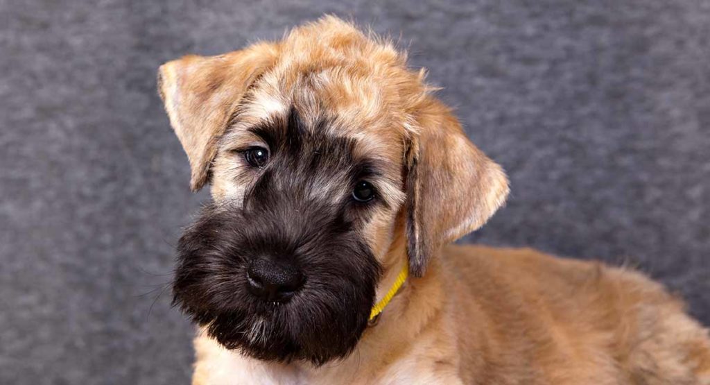 wheaten poodle dog