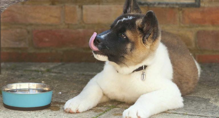 Miniature Akita - A Pint Sized Version Of Your Favorite Breed