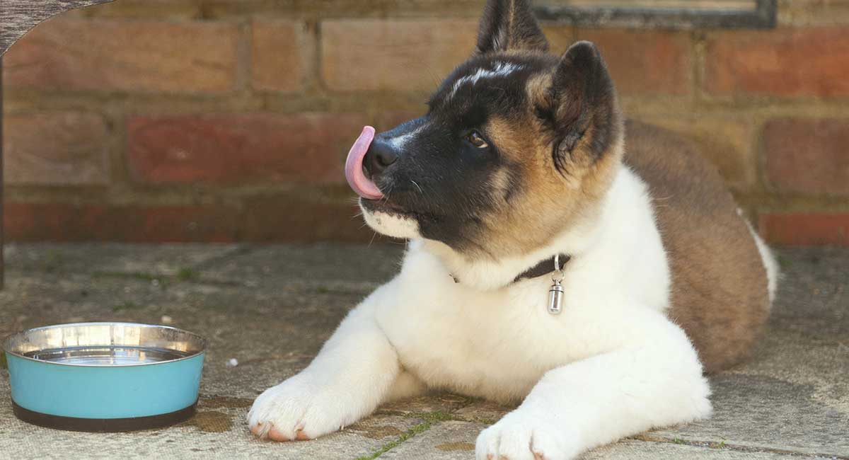 what size dog is a akita