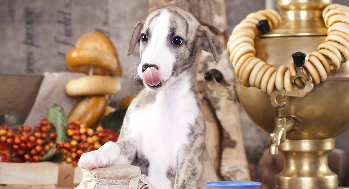 whippet mixed breeds