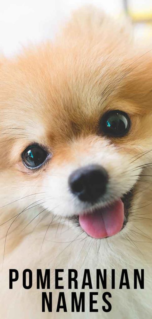 Pomeranian Names 200 Ideas That Will Suit Them Perfectly