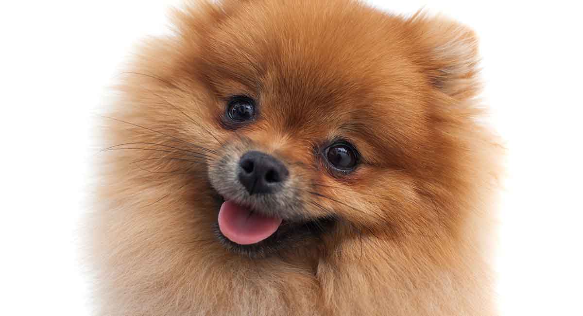 popular pomeranian names