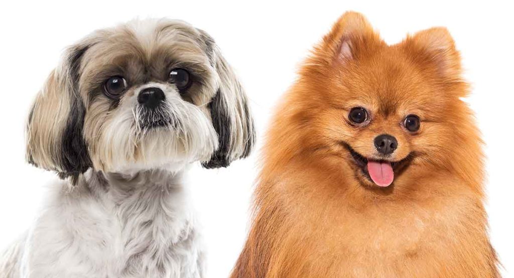 Pomeranian vs Shih - Which Pocket Pup The Best Pet?