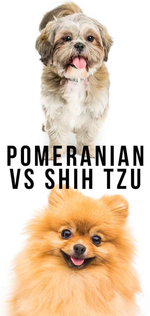 Pomeranian vs Shih Tzu