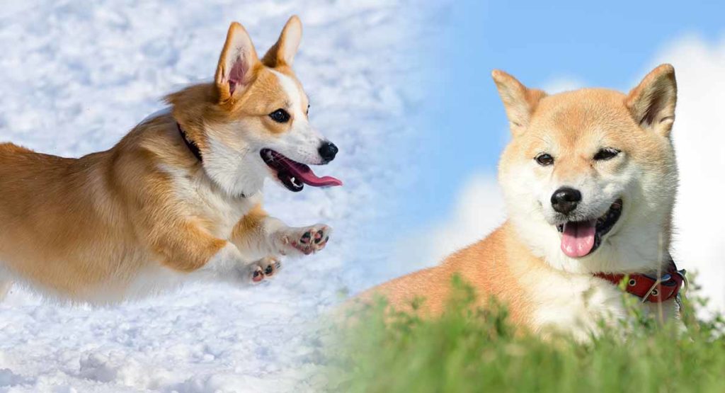 corgi and shiba inu