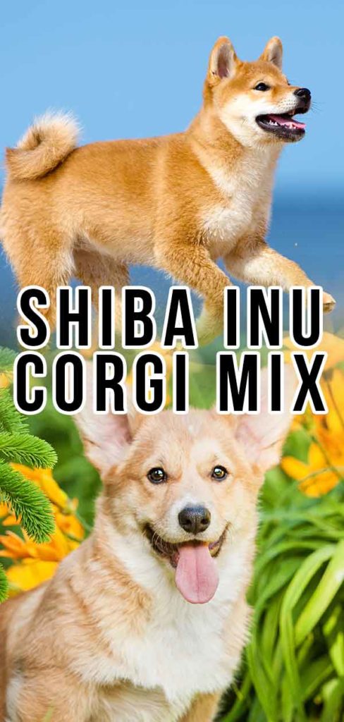 Shiba Inu Corgi Mix Is This Designer Dog Right For You