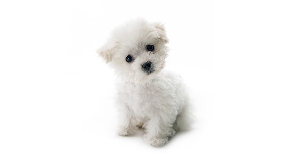 bichon frise soft toy