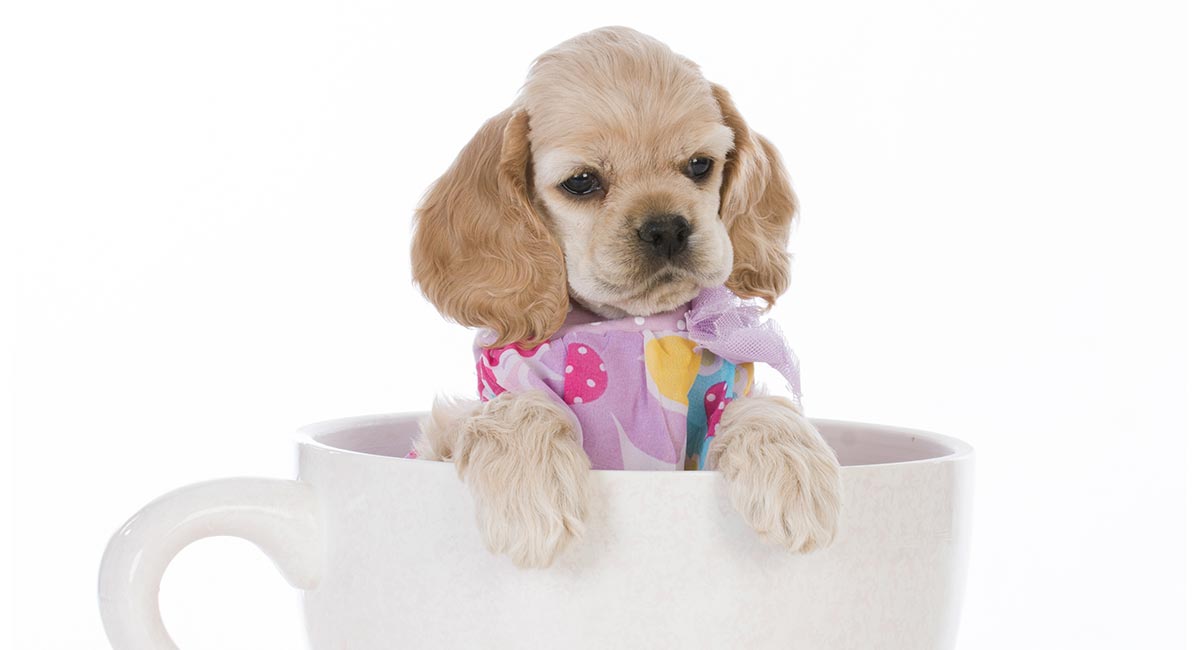 Teacup Cocker Spaniel - Your Guide To 