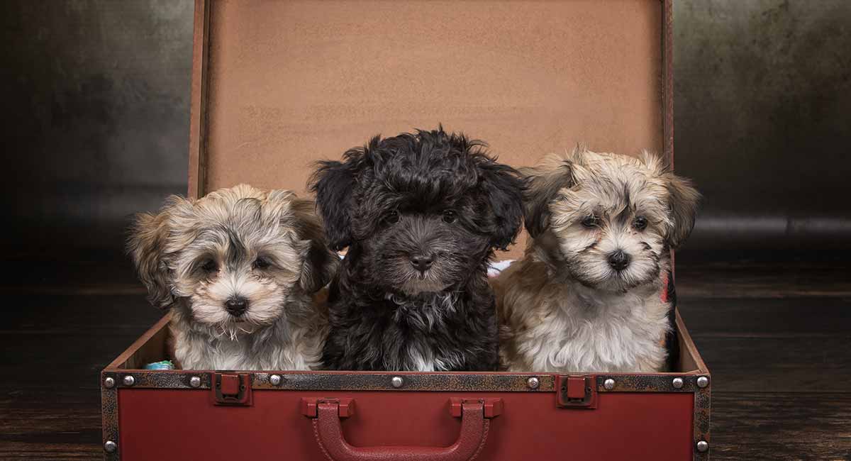 mini havanese puppies