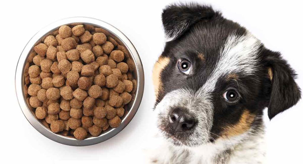 blue heeler puppy and food