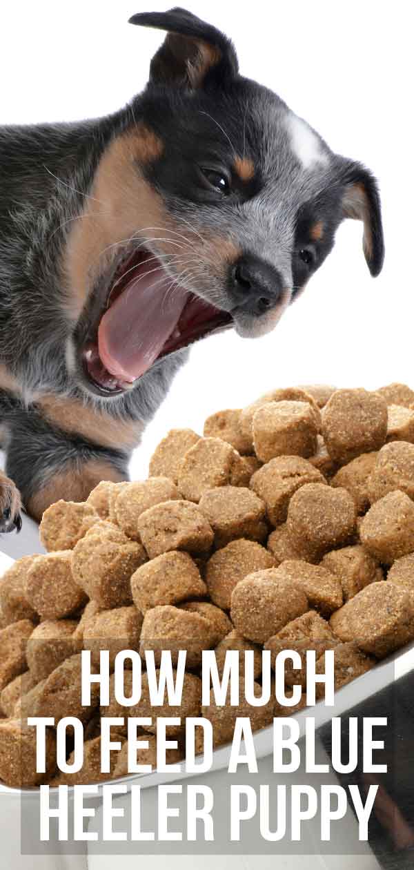 best puppy food for heelers