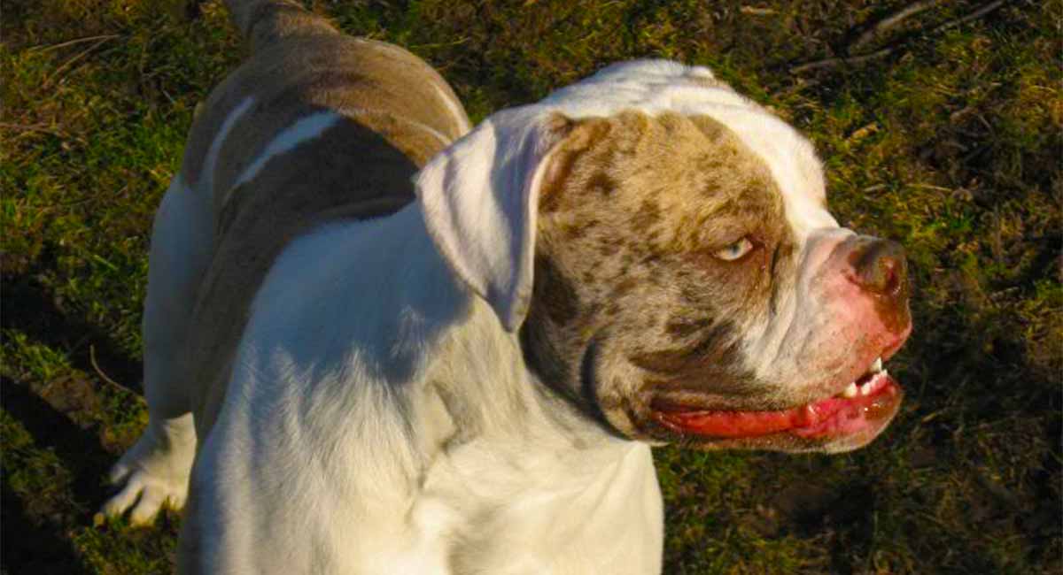 alpha blue blood american bulldog