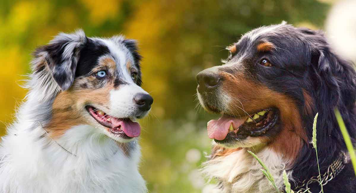 Australian Shepherd Bernese Mountain Dog Mix What To Expect