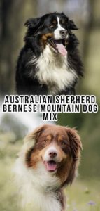 Australian Shepherd Bernese Mountain Dog Mix - What to Expect!