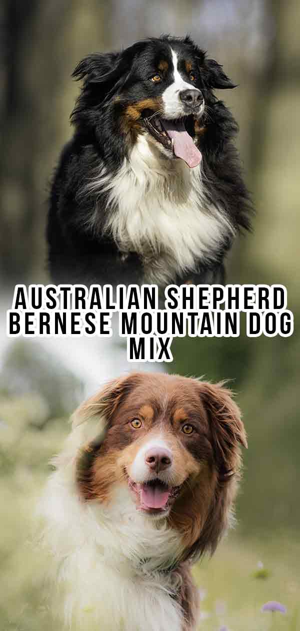 Australian Shepherd Bernese Mountain Dog Mix - What to Expect!