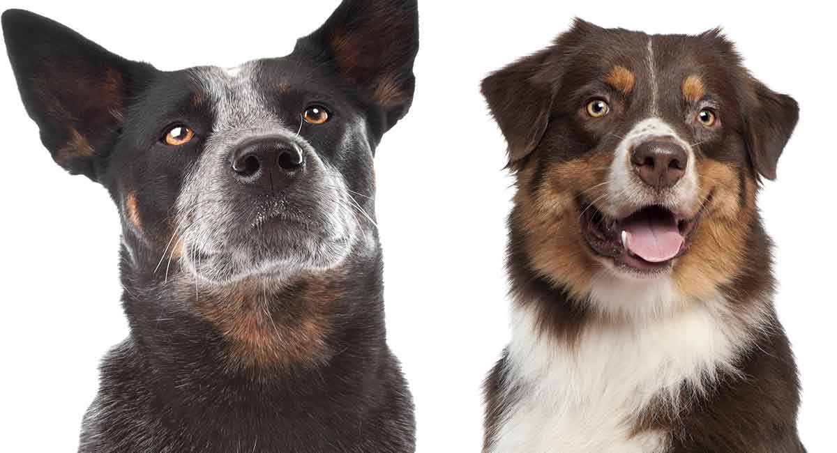 are australian shepherds and australian cattle dogs the same