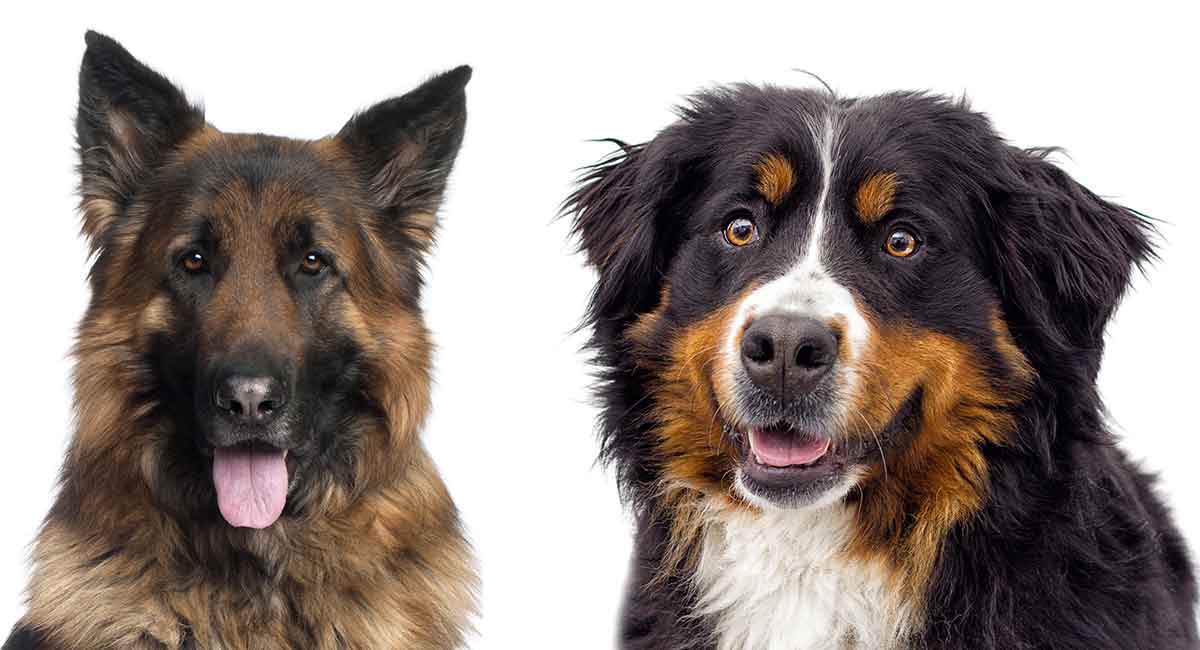 77+ Bernese Mountain Dog Golden Retriever German Shepherd Mix