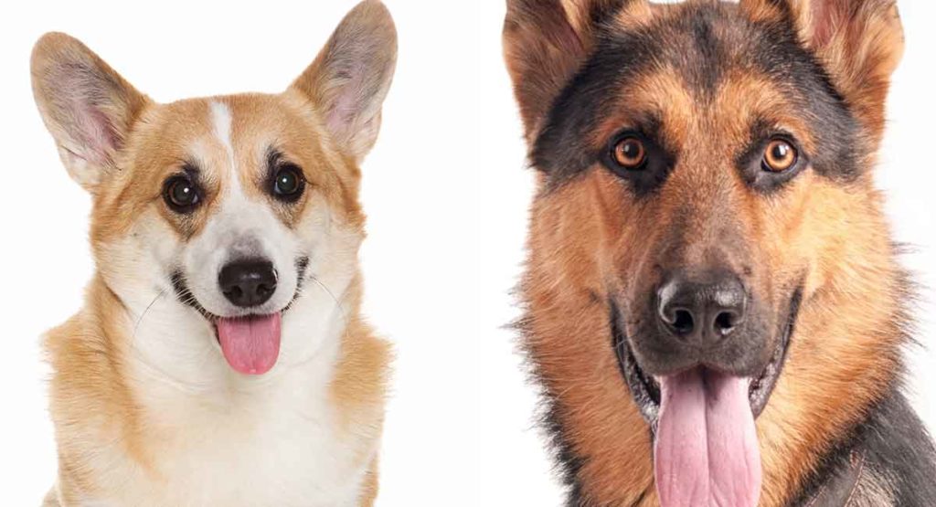 German Shepherd Mix Personality, Appearance and Health
