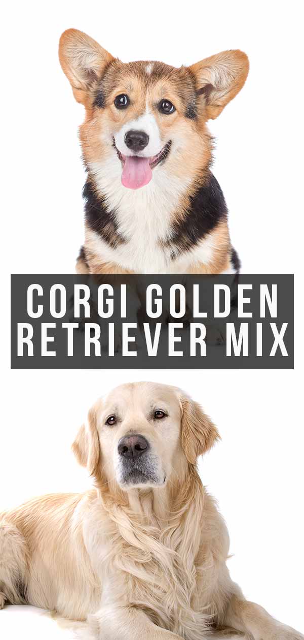 corgi golden retriever mix